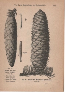 1891 - alter Druck, Holzschnitt - Zapfen der Rottanne (Fichte) , Zapfen der Weißtanne (Edeltanne)